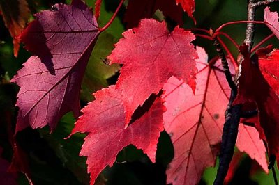 Autumns Leaves 01