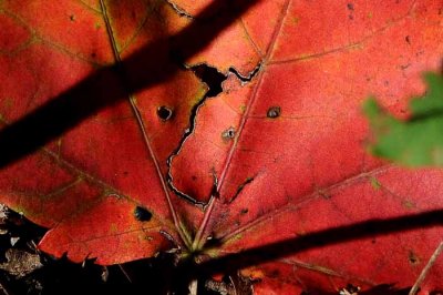 Autumns Leaves 03