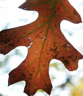 Autumns Leaves 11