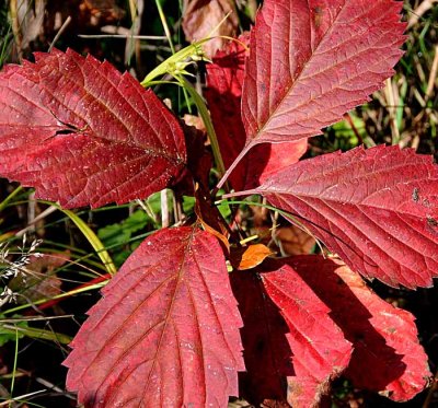 Autumns Leaves 19
