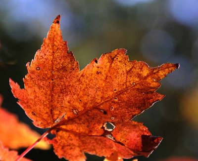 Autumns Leaves 20