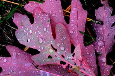 Autumns Leaves 22