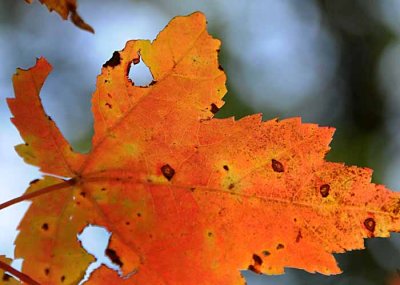 Autumns Leaves 26.jpg