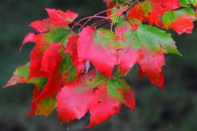 Autumns Leaves 28