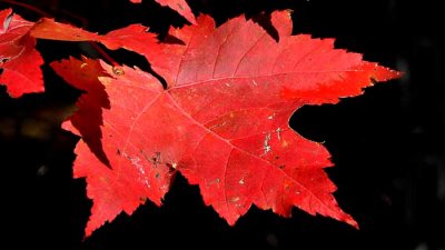 Autumns Leaves 30