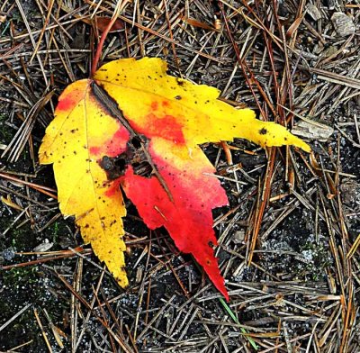 Autumns Leaves 37
