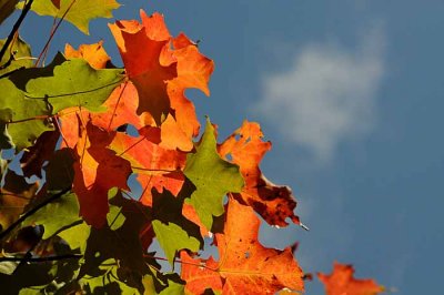 Autumns Leaves 48