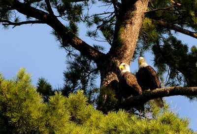 Chase Bridge Eagles