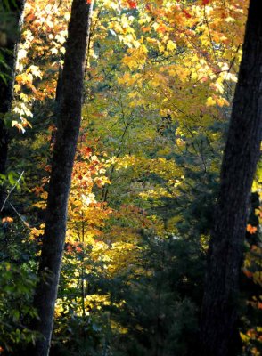 Autumns Trees 48