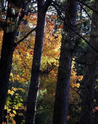 Autumns Trees 49