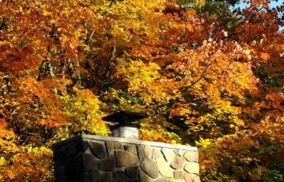 Autumns Trees 54