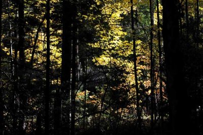 Autumns Trees 56