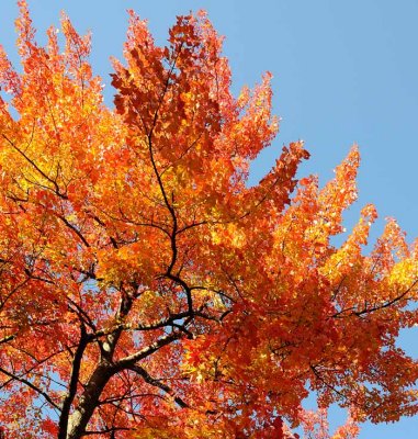 Autumns Trees 102