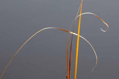 Dance of the Cattail
