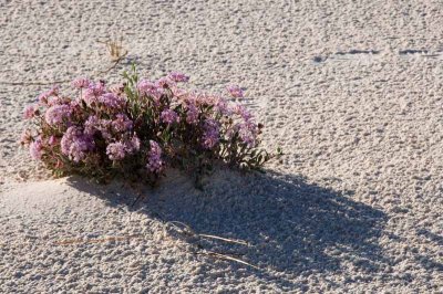 White Sands National Monument
