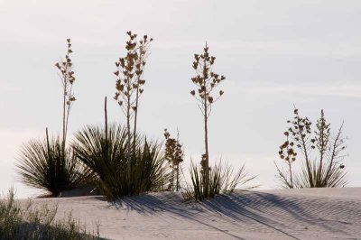White Sands National Monument
