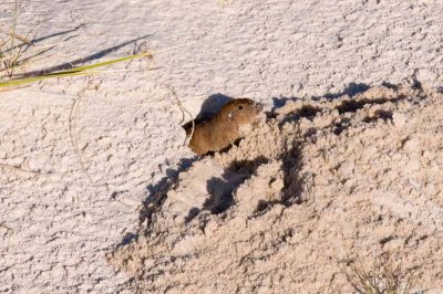 White Sands National Monument