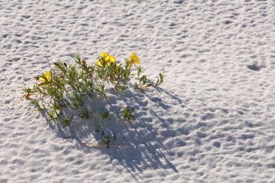 White Sands National Monument