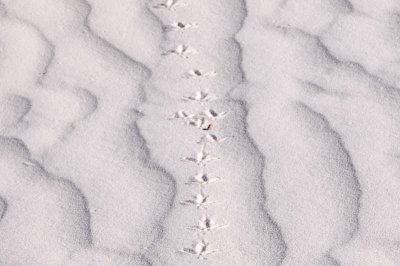White Snds 3 118-Edit.jpg