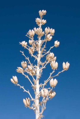 White Snds 3 134-Edit.jpg