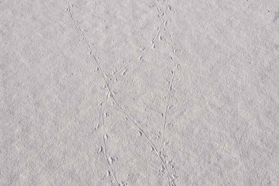 White Sands National Monument