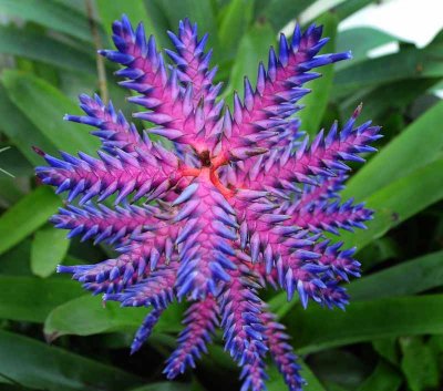 Rain Forest Exotics