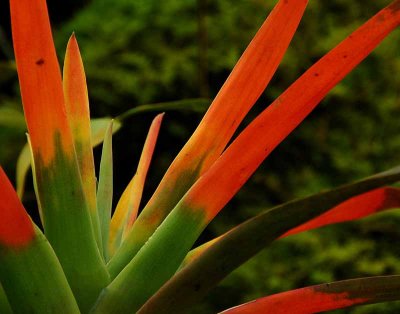 Rain Forest Exotics
