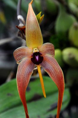 Rain Forest Exotics