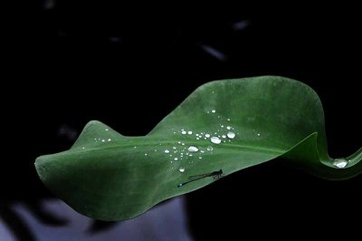 Rain Forest Exotics