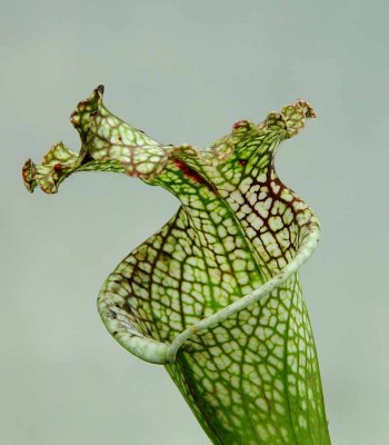 Rain Forest Exotics