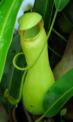 Rain Forest Exotics