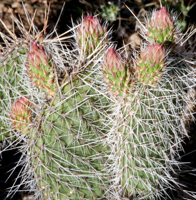 Succulents, Cactus & Other Spiny Plants