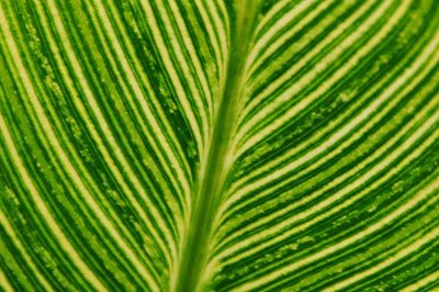 Rain Forest Exotics