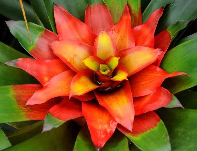 Rain Forest Exotics