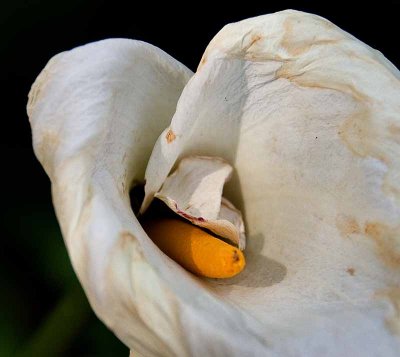 Cala Lily