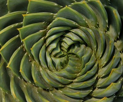Succulents, Cactus & Other Spiny Plants