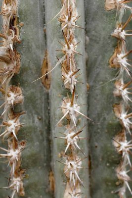 Succulents, Cactus & Other Spiny Plants