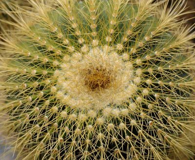 Succulents, Cactus & Other Spiny Plants