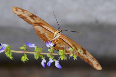The Butterfly Princess