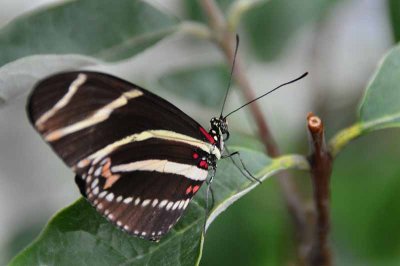 A Moth & A Few Butterflies