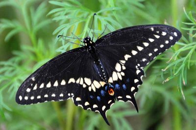 A Moth & A Few Butterflies