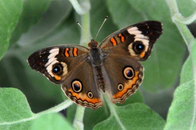 A Moth & A Few Butterflies