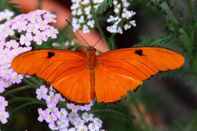 A Moth & A Few Butterflies