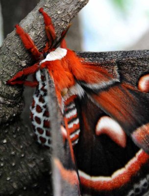 A Moth & A Few Butterflies