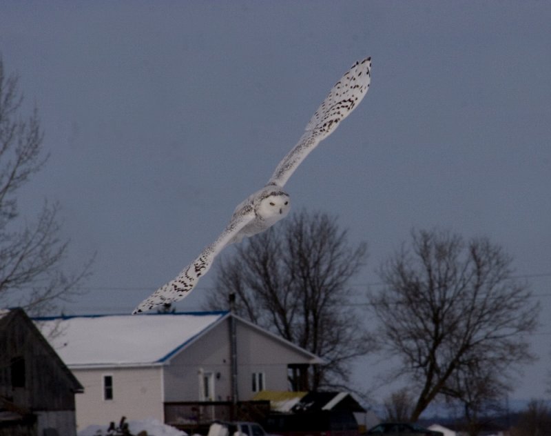 Snowy Owl