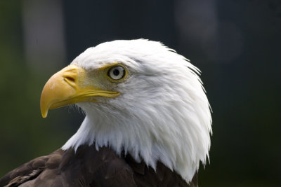 Closeup - Bald eagle