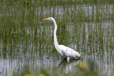 Great White Egret in Marsh