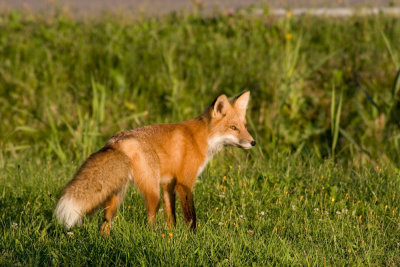 Sunset Fox