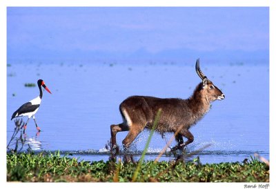 waterbuck & jabiru.