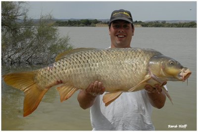 Belle carpe de l'Ebro ( 1m 04 )